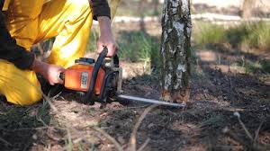 Best Tree Risk Assessment  in Anaheim, CA